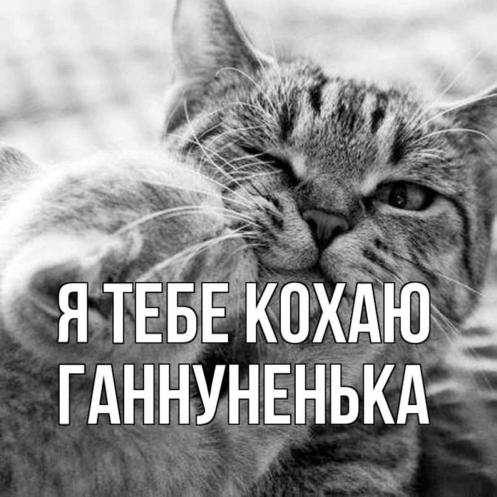 Открытка на каждый день з підписом, Ганнуненька Я тебе кохаю коты Прикольна листівка з побажанням онлайн скачати безкоштовно 