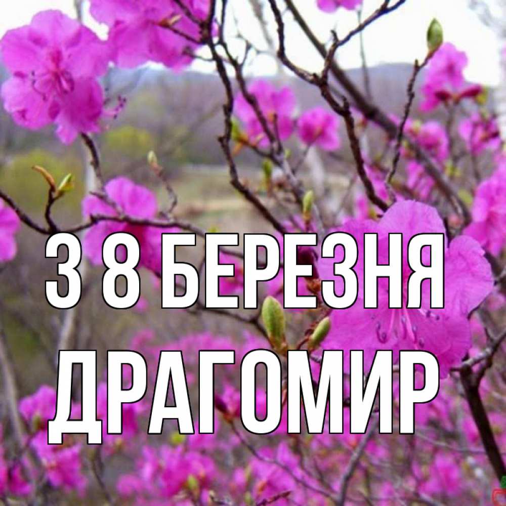 Открытка на каждый день з підписом, Драгомир З 8 БЕРЕЗНЯ международный женский день Прикольна листівка з побажанням онлайн скачати безкоштовно 