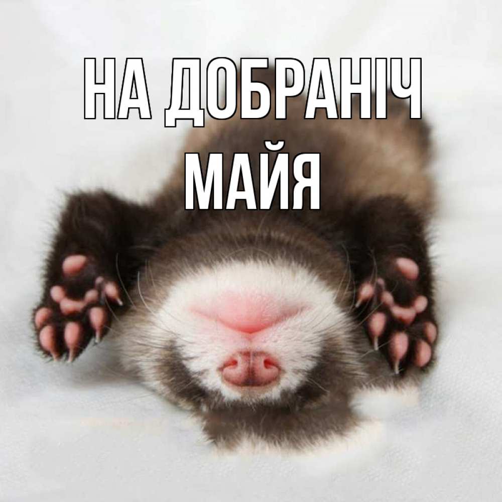 Открытка на каждый день з підписом, Майя На добраніч зверек Прикольна листівка з побажанням онлайн скачати безкоштовно 