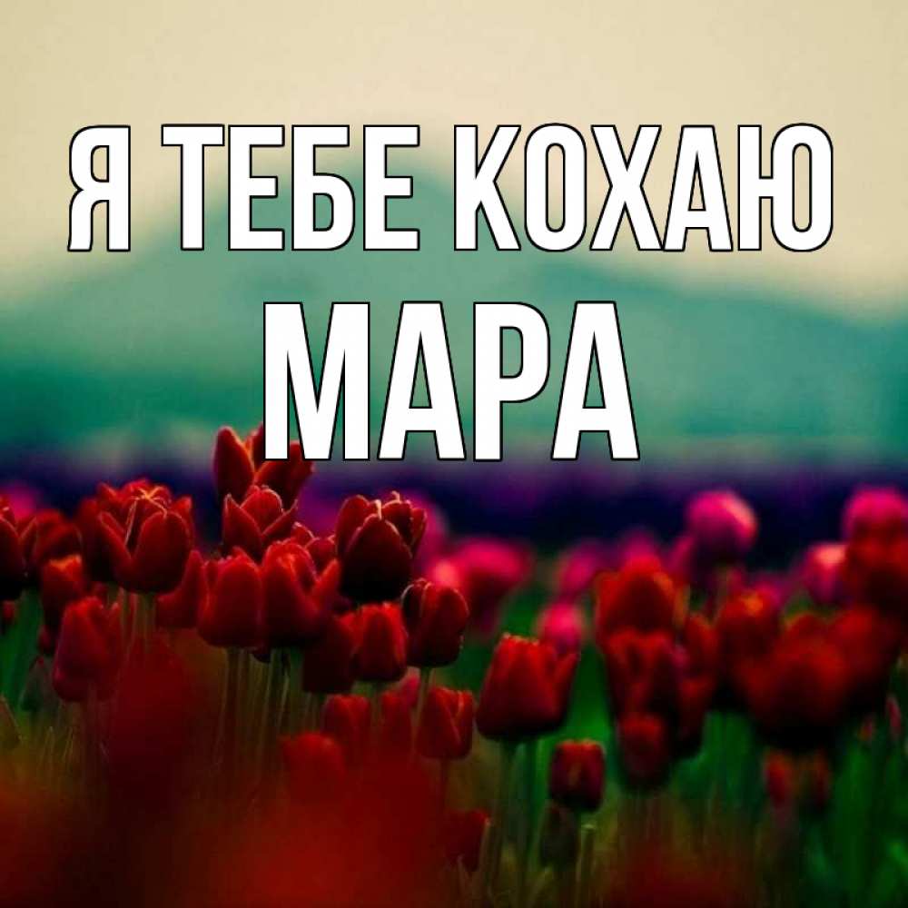 Открытка на каждый день з підписом, Мара Я тебе кохаю тюльпаны 4 Прикольна листівка з побажанням онлайн скачати безкоштовно 