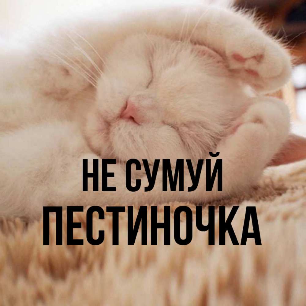 Открытка на каждый день з підписом, Пестиночка Не сумуй Котенок спит Прикольна листівка з побажанням онлайн скачати безкоштовно 