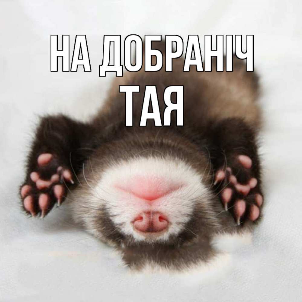 Открытка на каждый день з підписом, Тая На добраніч зверек Прикольна листівка з побажанням онлайн скачати безкоштовно 
