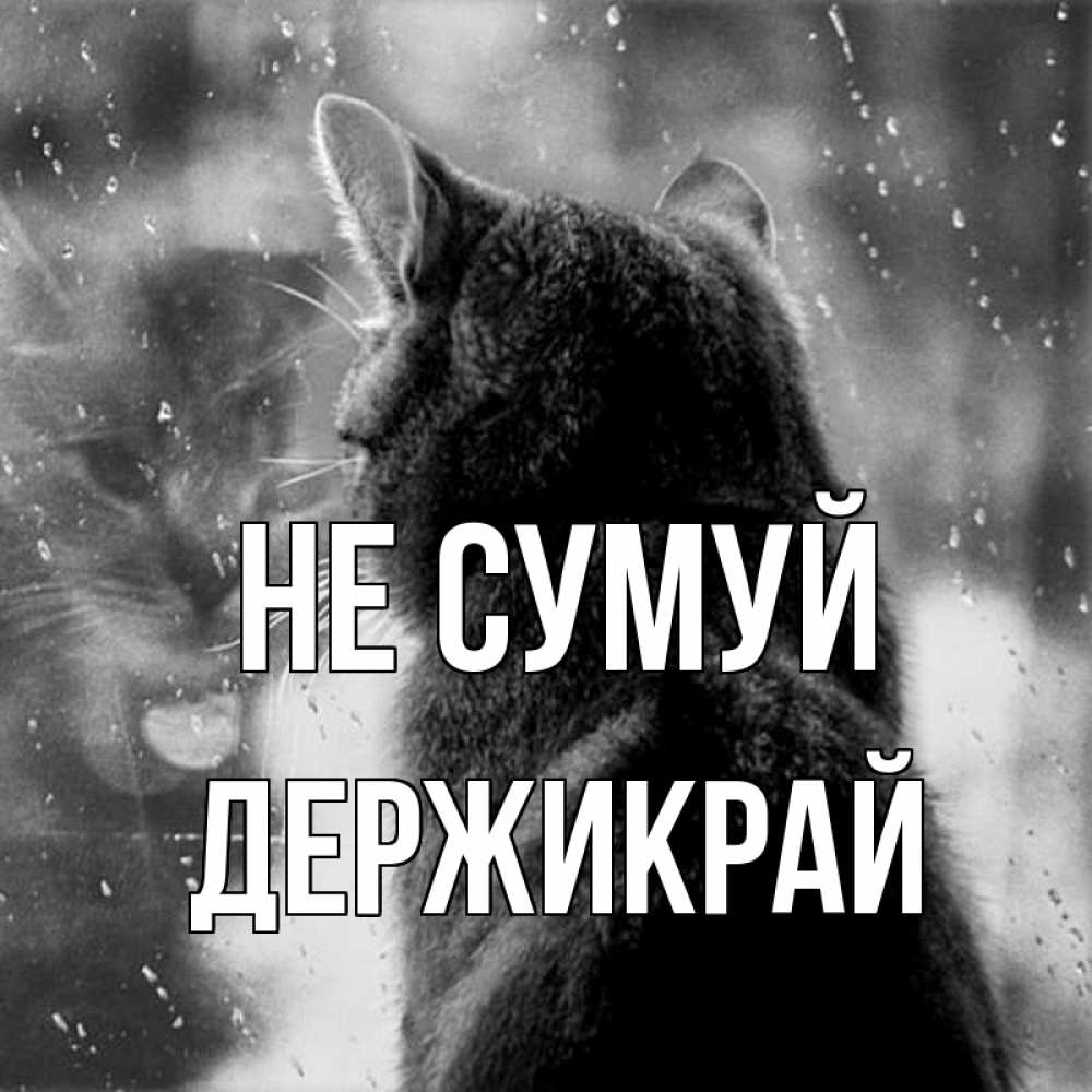 Открытка на каждый день з підписом, Держикрай Не сумуй отражение кота 1 Прикольна листівка з побажанням онлайн скачати безкоштовно 