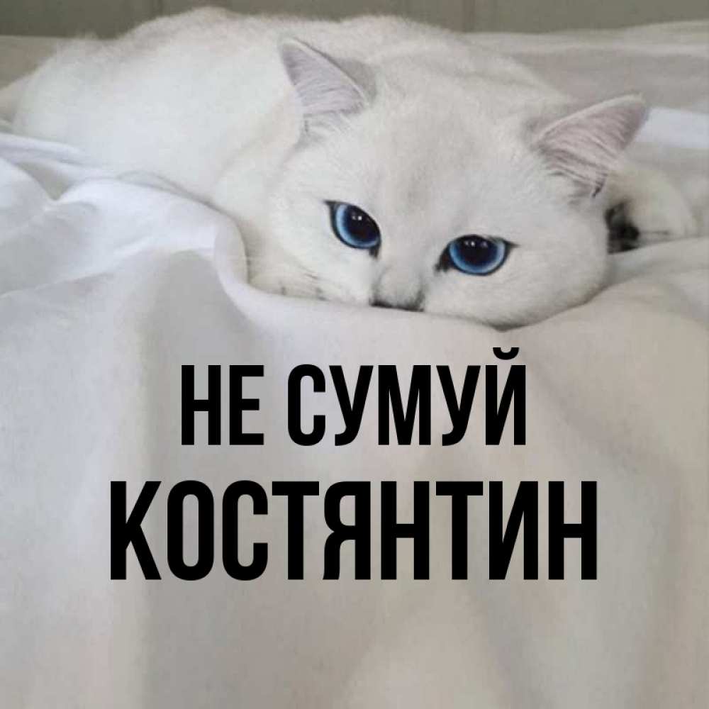 Открытка на каждый день з підписом, Костянтин Не сумуй Голубоглазая кошка Прикольна листівка з побажанням онлайн скачати безкоштовно 