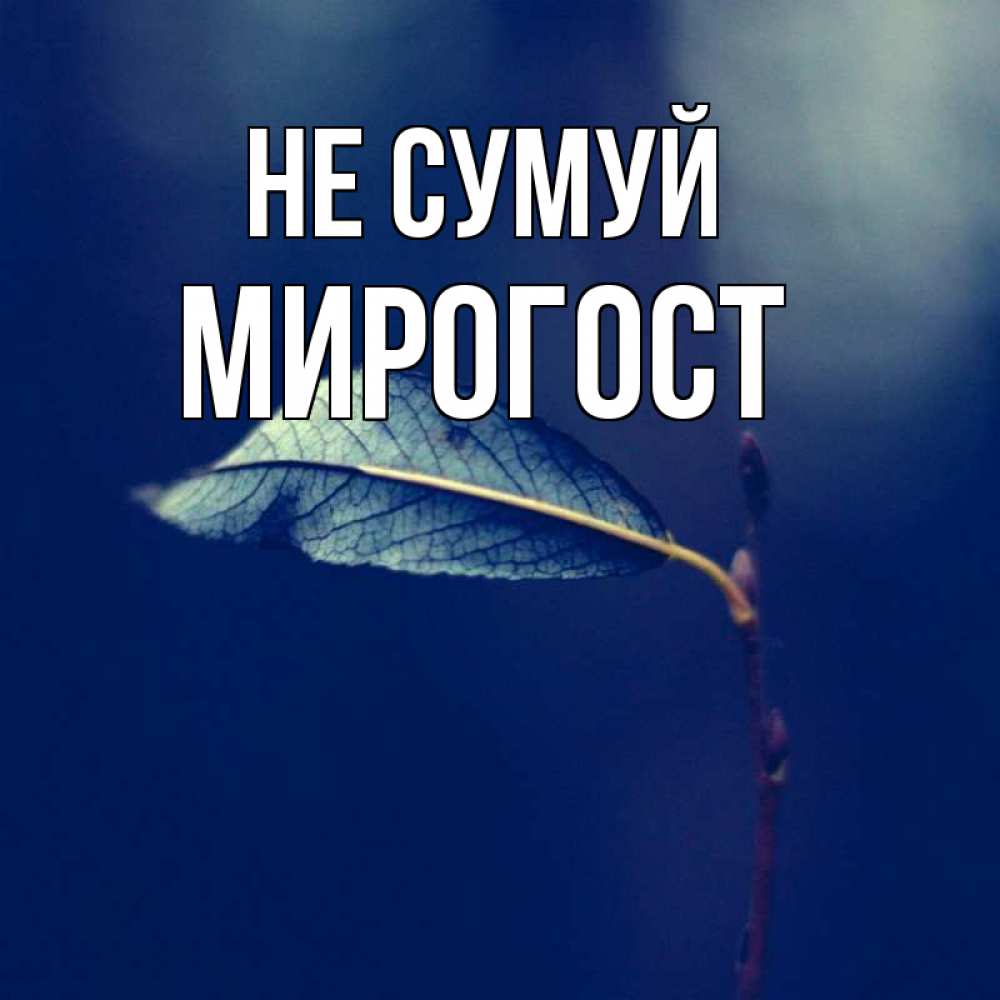 Открытка на каждый день з підписом, Мирогост Не сумуй растение Прикольна листівка з побажанням онлайн скачати безкоштовно 