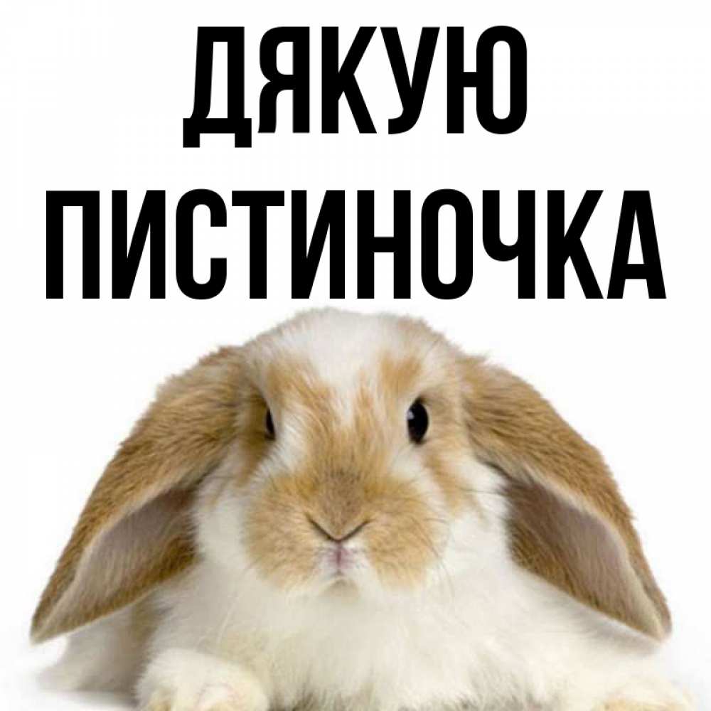Открытка на каждый день з підписом, Пистиночка Дякую коричнево белый заяц Прикольна листівка з побажанням онлайн скачати безкоштовно 