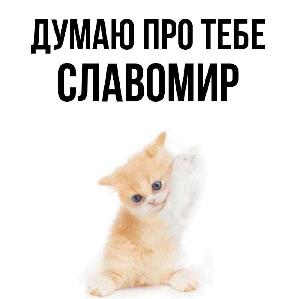 Открытка на каждый день з підписом, Славомир Думаю про тебе зверушки и милота Прикольна листівка з побажанням онлайн скачати безкоштовно 