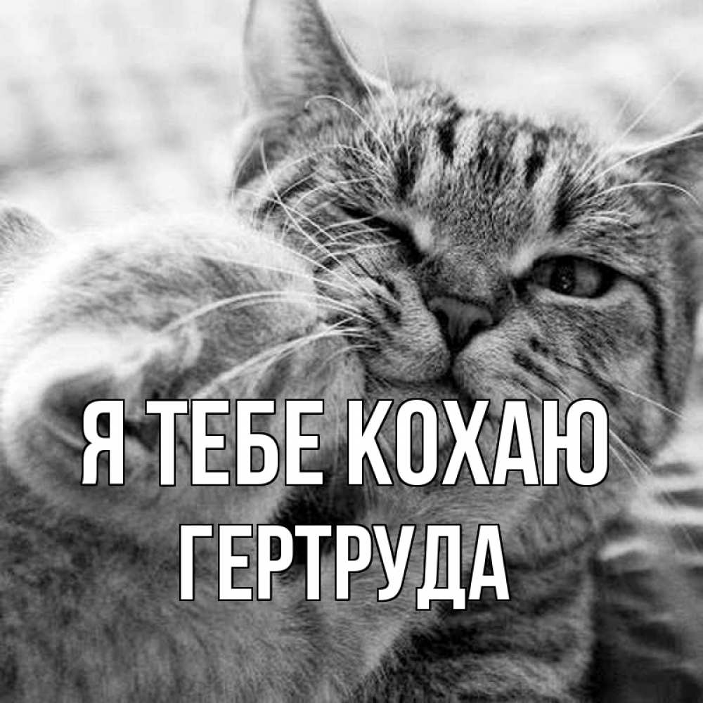 Открытка на каждый день з підписом, Гертруда Я тебе кохаю коты Прикольна листівка з побажанням онлайн скачати безкоштовно 