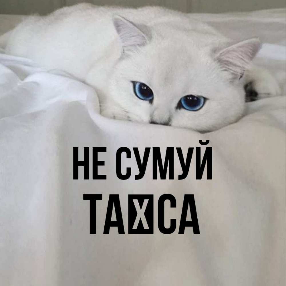 Открытка на каждый день з підписом, Таїса Не сумуй Голубоглазая кошка Прикольна листівка з побажанням онлайн скачати безкоштовно 