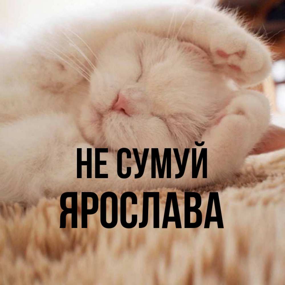 Открытка на каждый день з підписом, Ярослава Не сумуй Котенок спит Прикольна листівка з побажанням онлайн скачати безкоштовно 