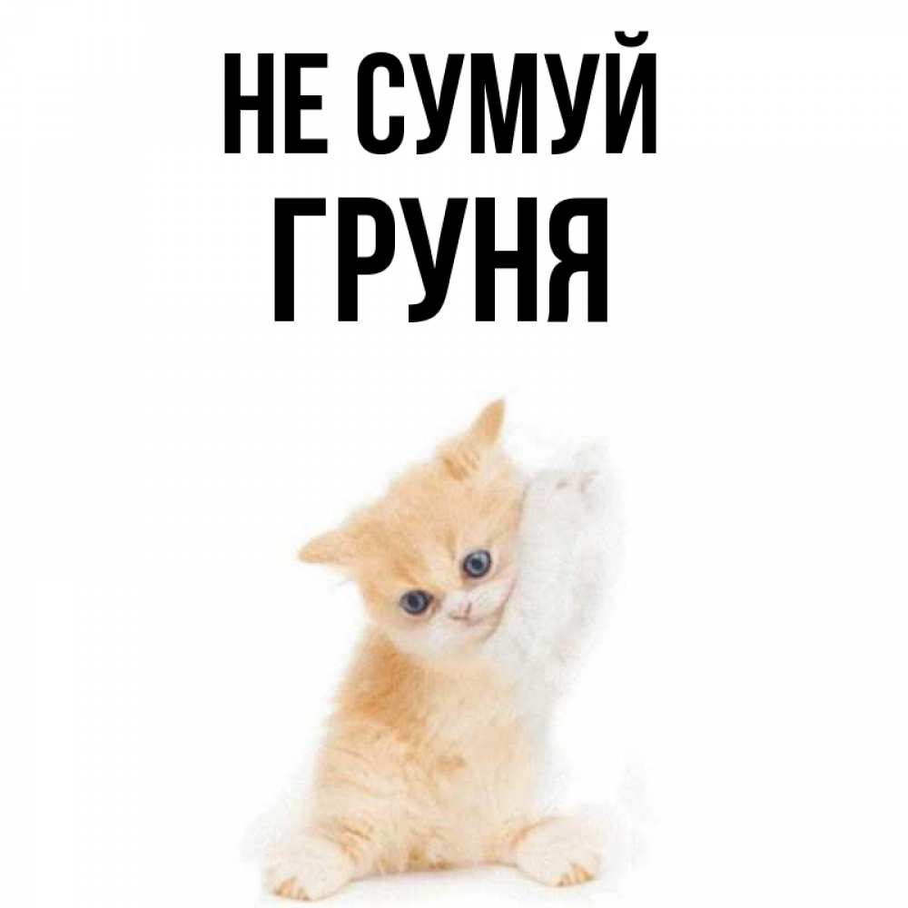 Открытка на каждый день з підписом, Груня Не сумуй просящий кот Прикольна листівка з побажанням онлайн скачати безкоштовно 