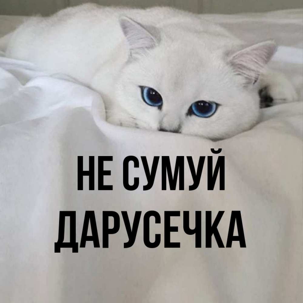 Открытка на каждый день з підписом, Дарусечка Не сумуй Голубоглазая кошка Прикольна листівка з побажанням онлайн скачати безкоштовно 
