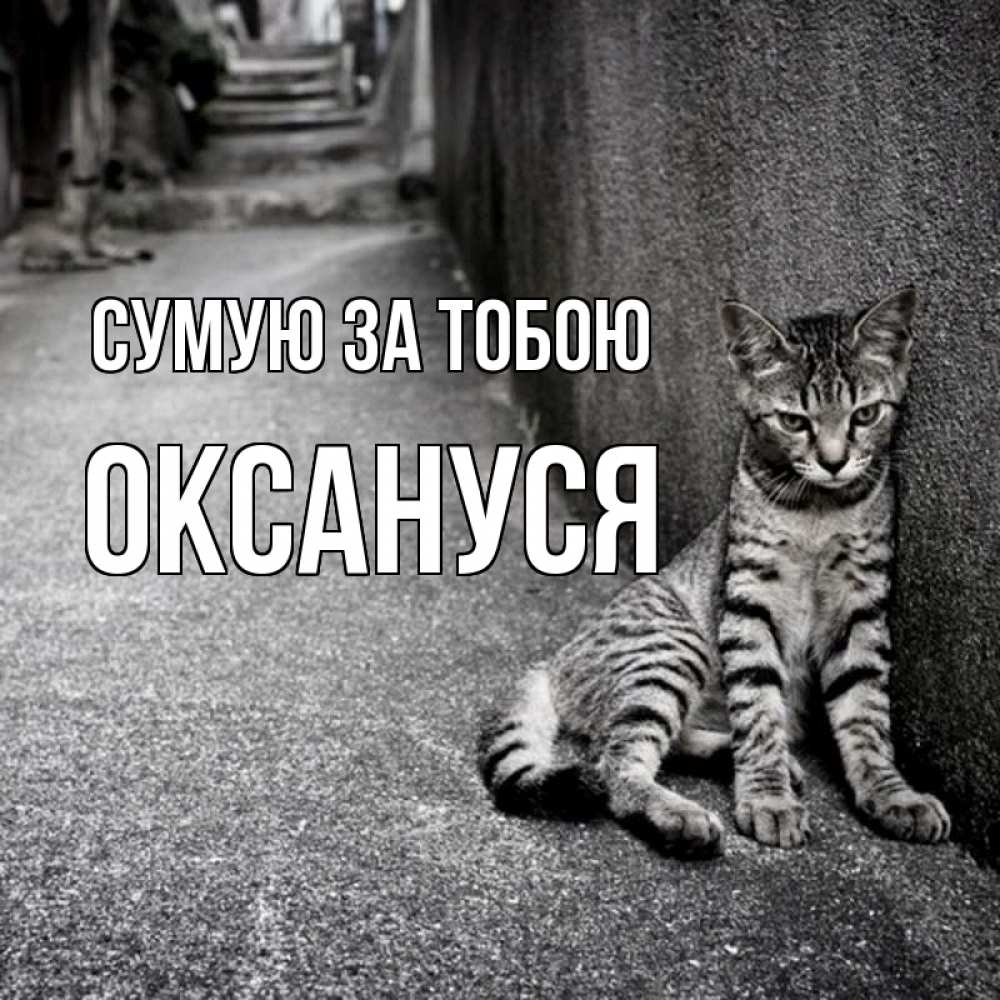 Открытка на каждый день з підписом, Оксануся Сумую за тобою одиноко котику Прикольна листівка з побажанням онлайн скачати безкоштовно 