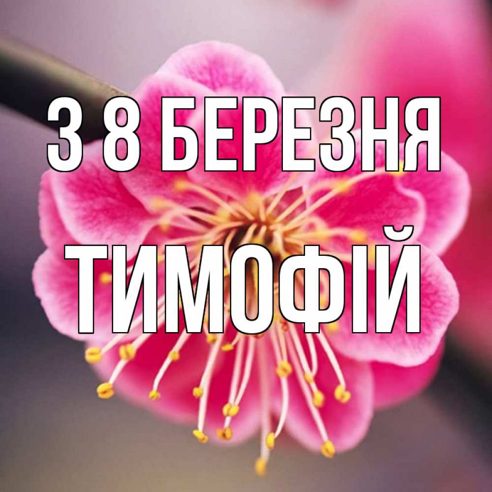 Открытка на каждый день з підписом, Тимофій З 8 БЕРЕЗНЯ цветы Прикольна листівка з побажанням онлайн скачати безкоштовно 