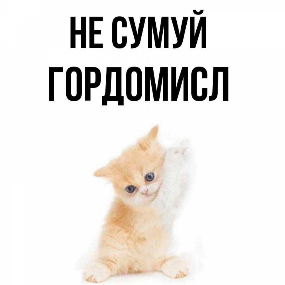 Открытка на каждый день з підписом, Гордомисл Не сумуй просящий кот Прикольна листівка з побажанням онлайн скачати безкоштовно 