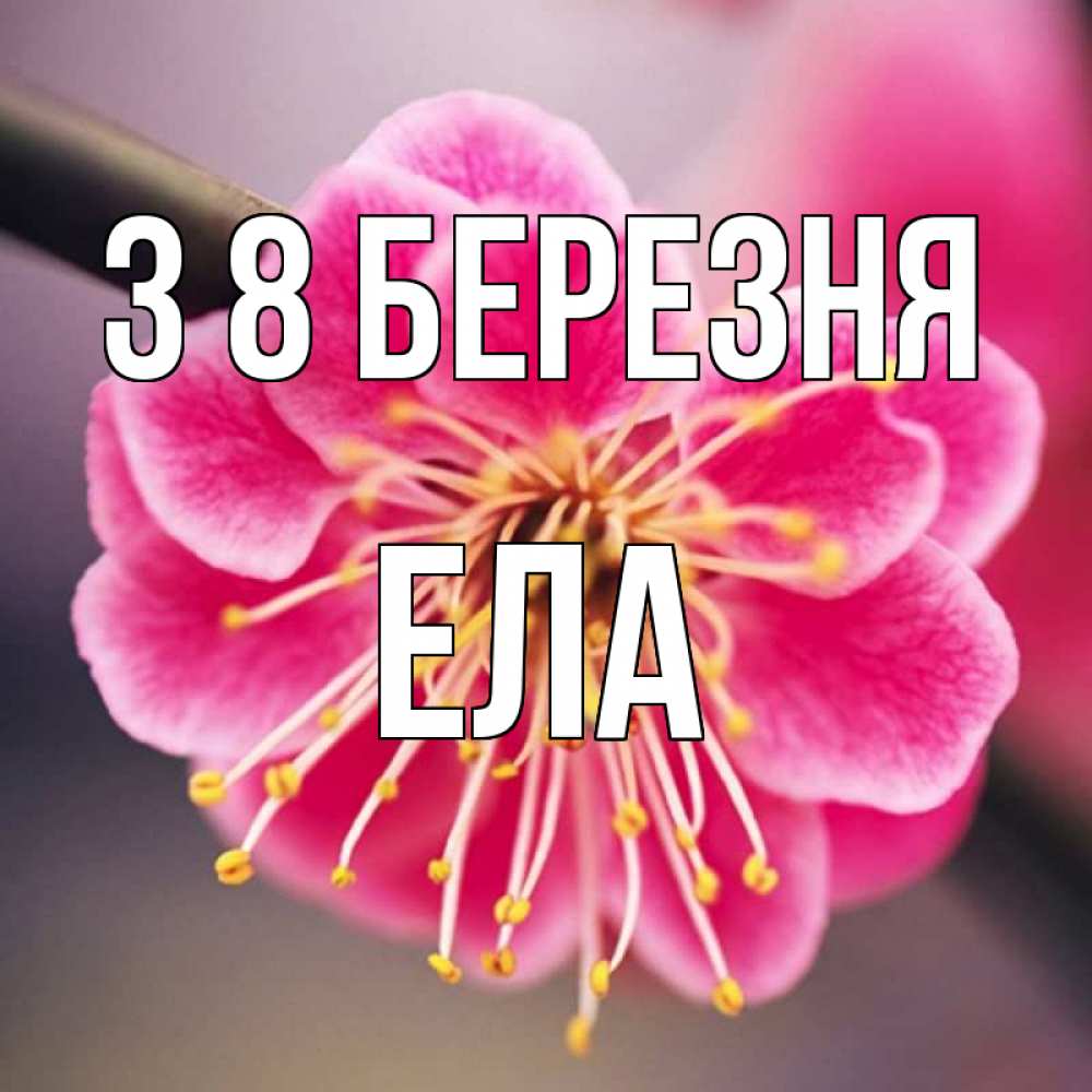 Открытка на каждый день з підписом, Ела З 8 БЕРЕЗНЯ цветы Прикольна листівка з побажанням онлайн скачати безкоштовно 