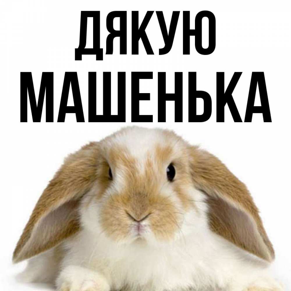 Открытка на каждый день з підписом, Машенька Дякую коричнево белый заяц Прикольна листівка з побажанням онлайн скачати безкоштовно 