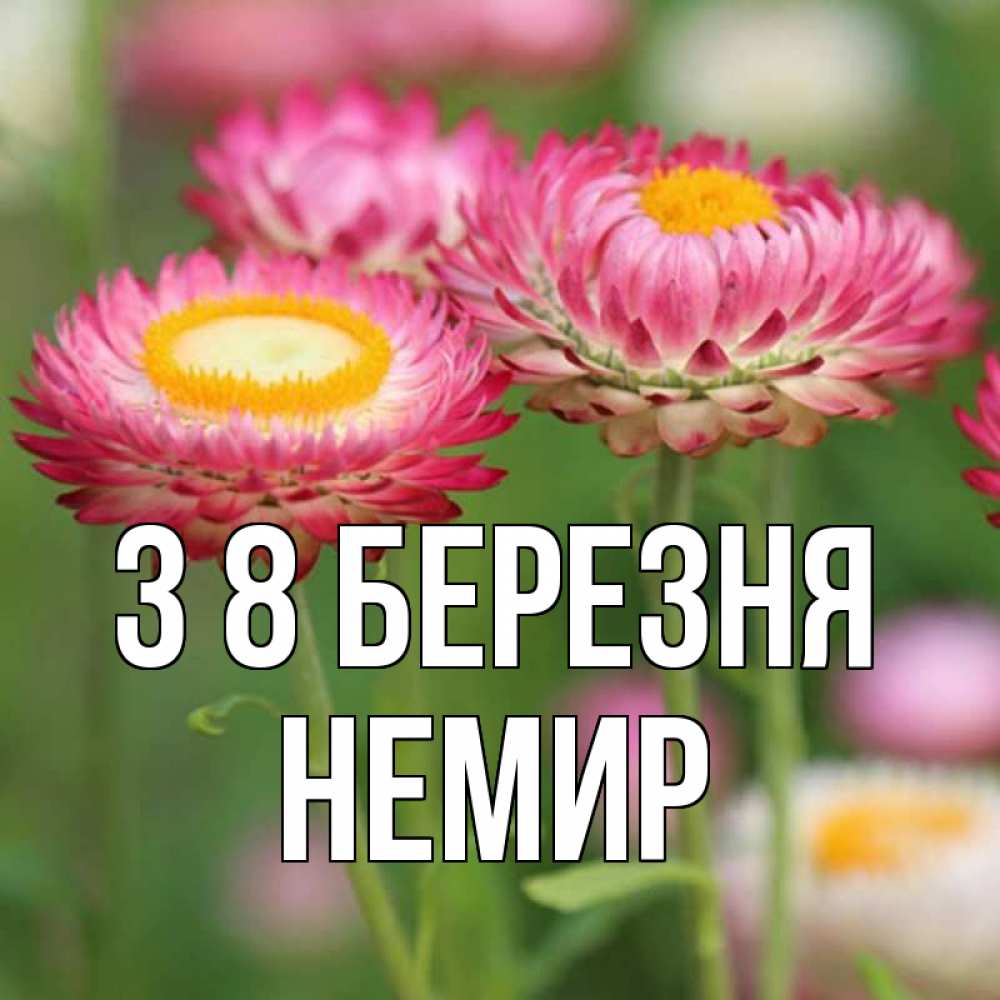 Открытка на каждый день з підписом, Немир З 8 БЕРЕЗНЯ подарок на международный женский день Прикольна листівка з побажанням онлайн скачати безкоштовно 