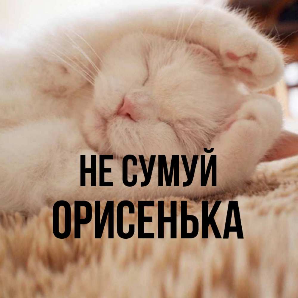 Открытка на каждый день з підписом, Орисенька Не сумуй Котенок спит Прикольна листівка з побажанням онлайн скачати безкоштовно 