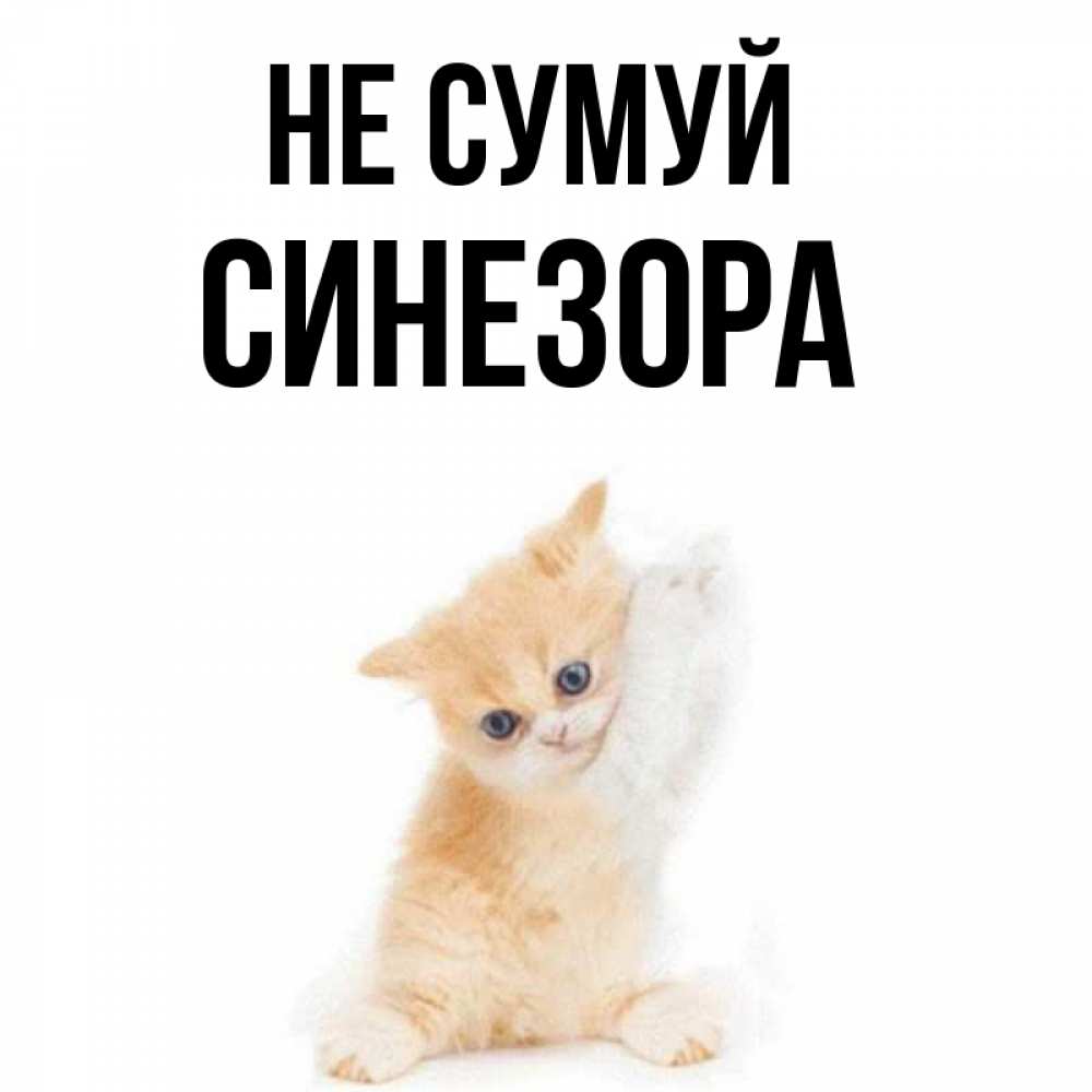Открытка на каждый день з підписом, Синезора Не сумуй просящий кот Прикольна листівка з побажанням онлайн скачати безкоштовно 