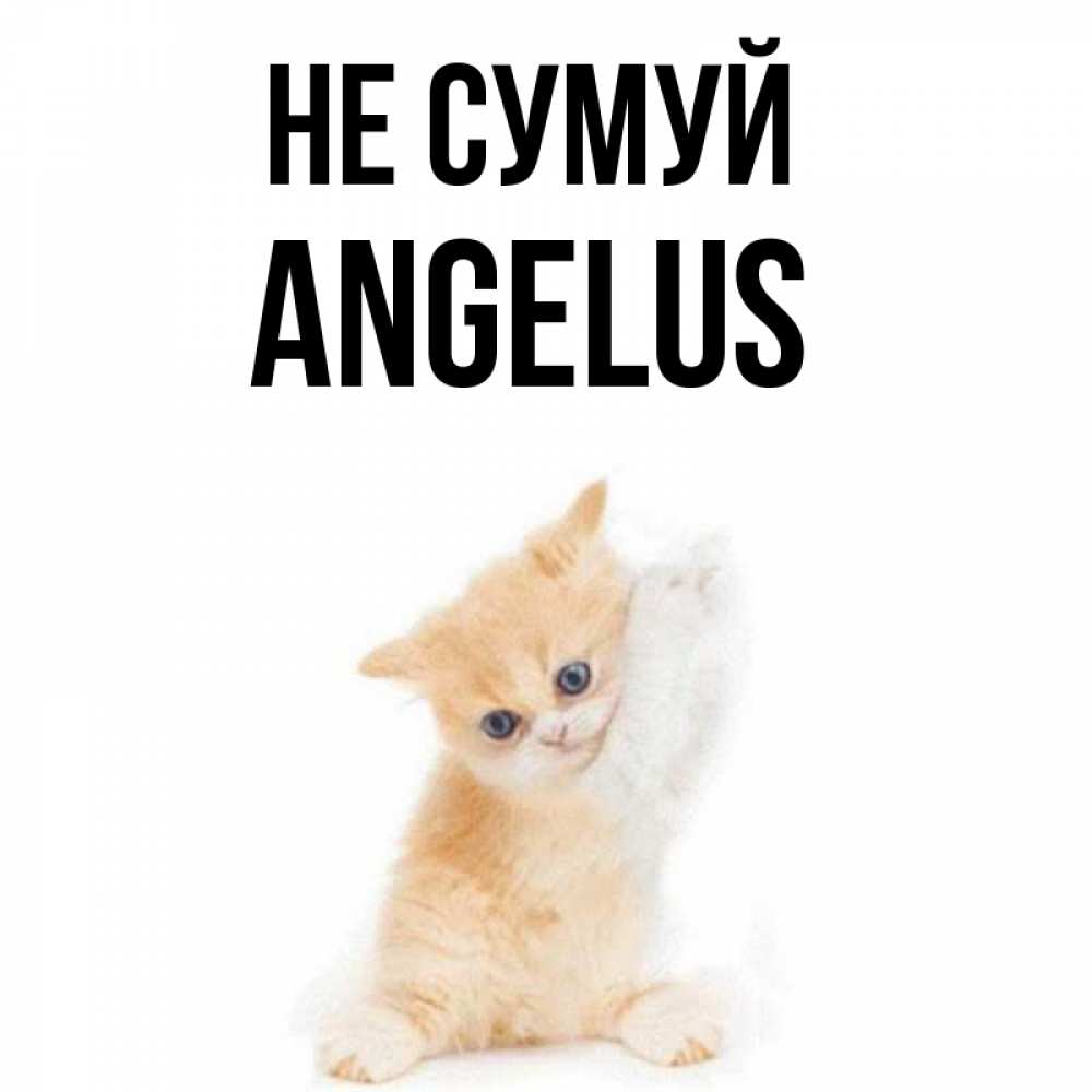 Открытка на каждый день з підписом, Angelus Не сумуй просящий кот Прикольна листівка з побажанням онлайн скачати безкоштовно 