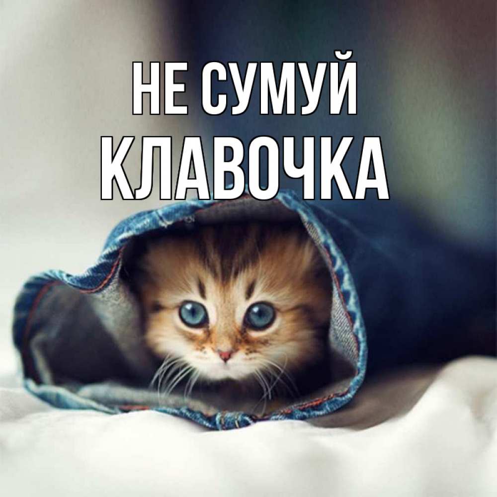 Открытка на каждый день з підписом, Клавочка Не сумуй кот в одежде Прикольна листівка з побажанням онлайн скачати безкоштовно 