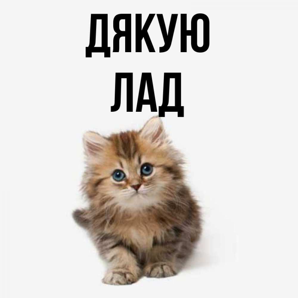 Открытка на каждый день з підписом, Лад Дякую пушистый котик Прикольна листівка з побажанням онлайн скачати безкоштовно 