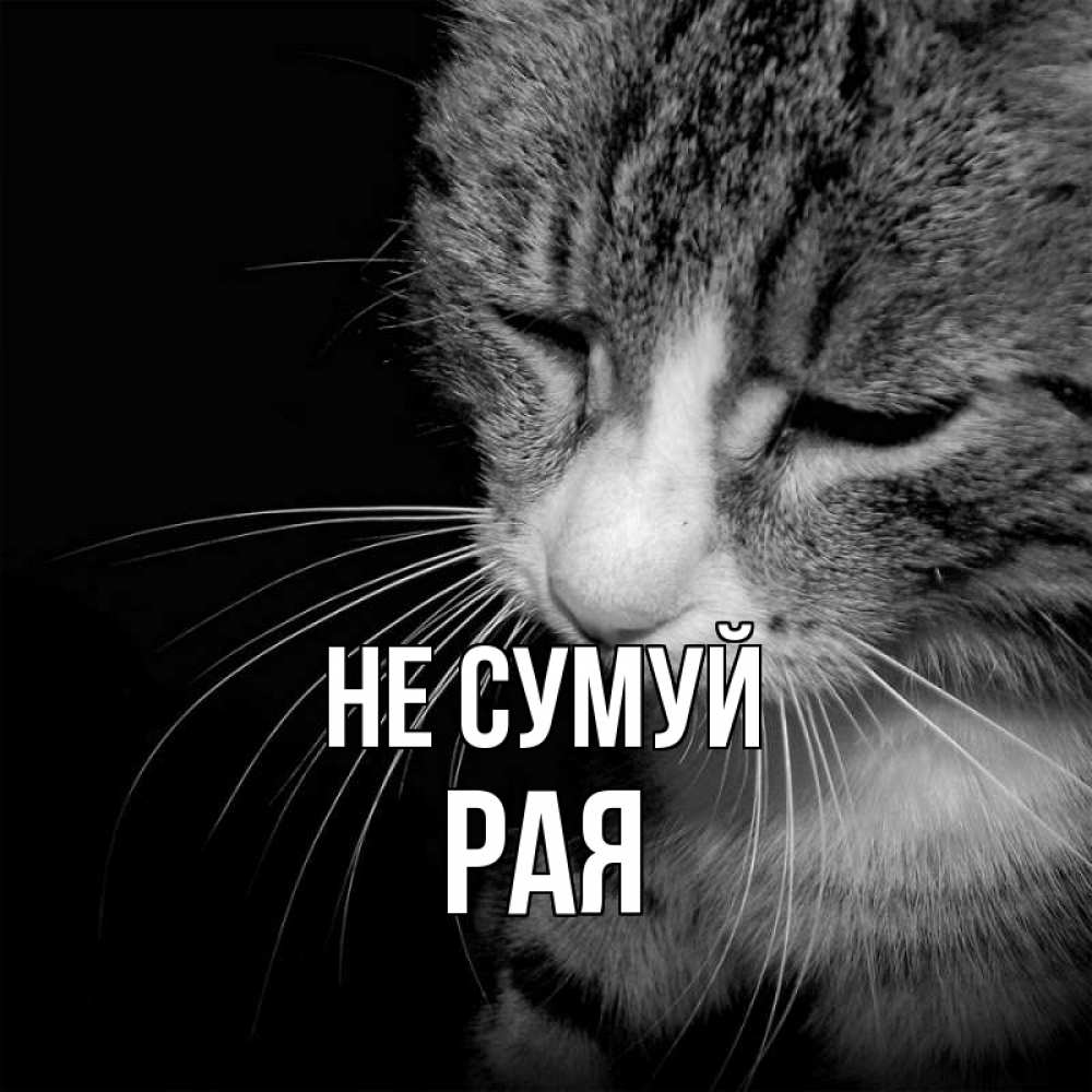Открытка на каждый день з підписом, Рая Не сумуй грустный котик Прикольна листівка з побажанням онлайн скачати безкоштовно 