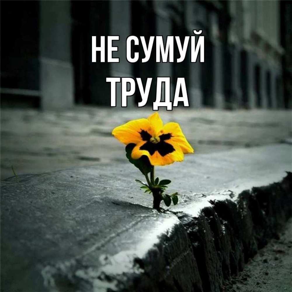 Открытка на каждый день з підписом, Труда Не сумуй не сдавайся Прикольна листівка з побажанням онлайн скачати безкоштовно 