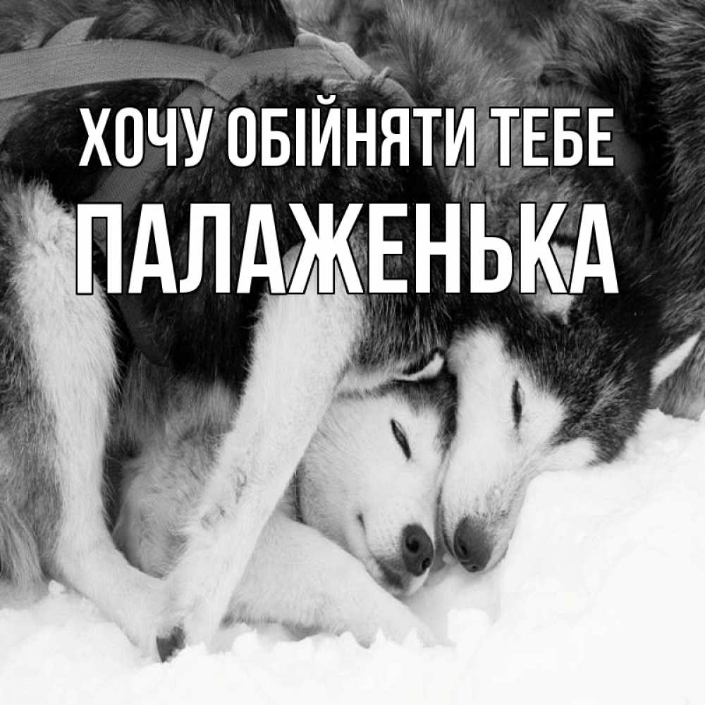 Открытка на каждый день з підписом, Палаженька Хочу обійняти тебе собачки в упряжке Прикольна листівка з побажанням онлайн скачати безкоштовно 