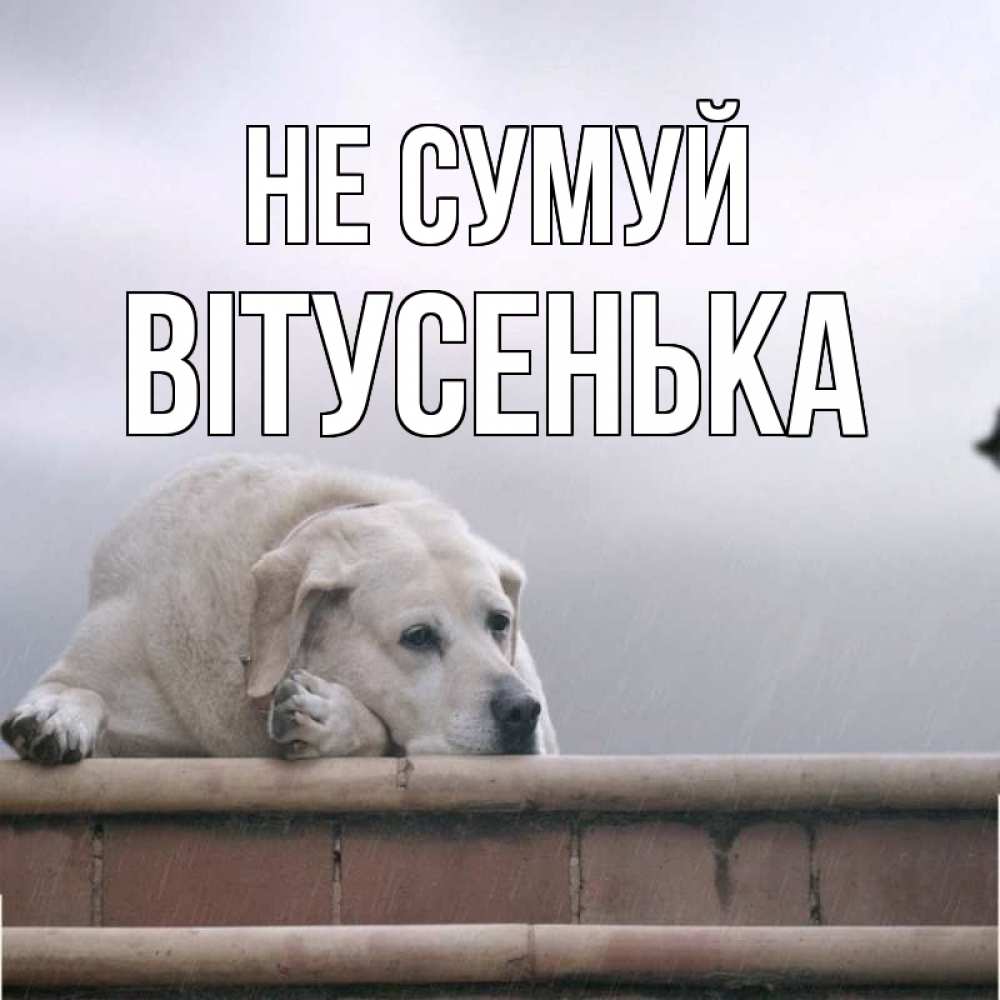 Открытка на каждый день з підписом, Вітусенька Не сумуй белый пес 1 Прикольна листівка з побажанням онлайн скачати безкоштовно 