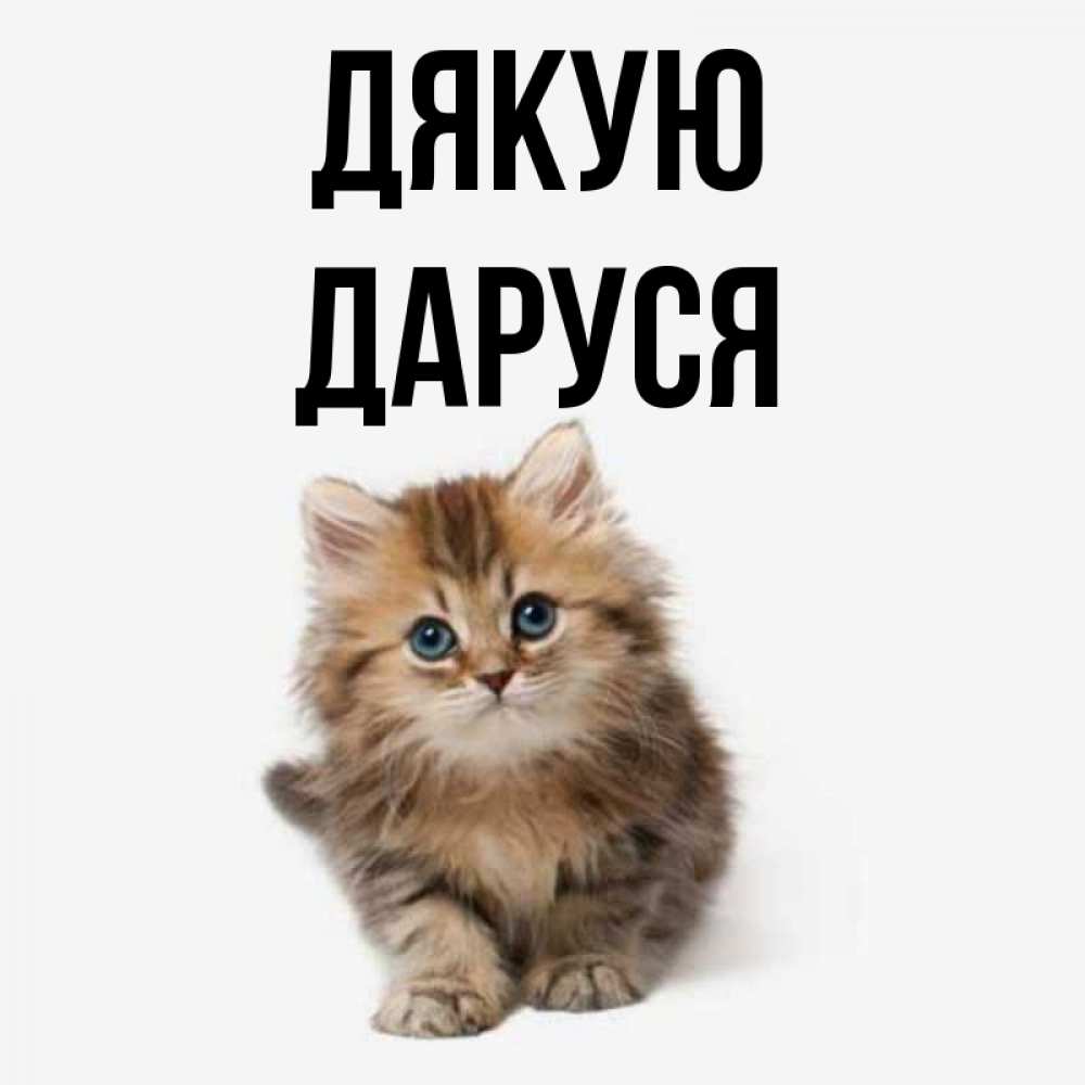 Открытка на каждый день з підписом, Даруся Дякую пушистый котик Прикольна листівка з побажанням онлайн скачати безкоштовно 
