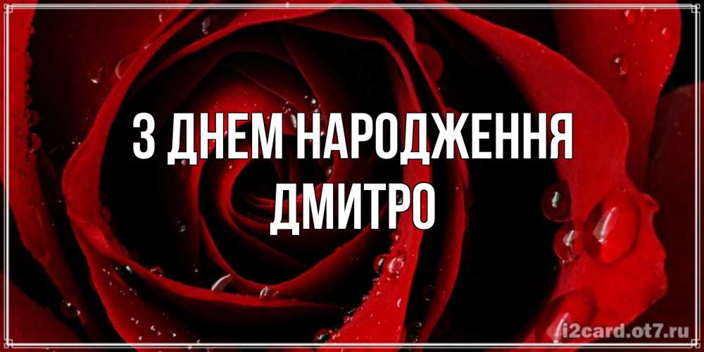 Открытка на каждый день з підписом, Дмитро З Днем народження крупная бордовая роза Прикольна листівка з побажанням онлайн скачати безкоштовно 