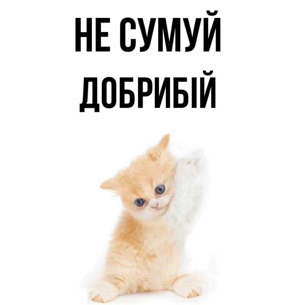 Открытка на каждый день з підписом, Добрибій Не сумуй просящий кот Прикольна листівка з побажанням онлайн скачати безкоштовно 
