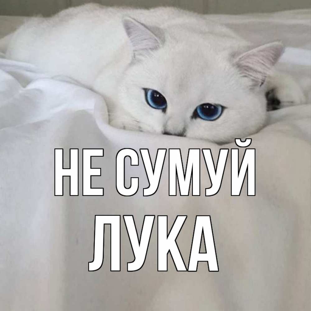 Открытка на каждый день з підписом, Лука Не сумуй белый кот с голубыми глазами на белоснежной кровати Прикольна листівка з побажанням онлайн скачати безкоштовно 