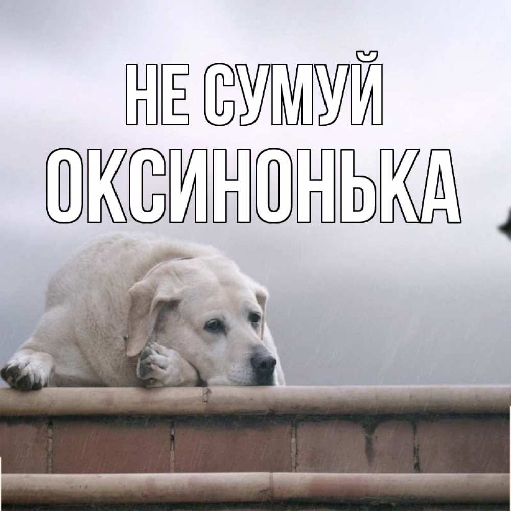 Открытка на каждый день з підписом, Оксинонька Не сумуй белый пес 1 Прикольна листівка з побажанням онлайн скачати безкоштовно 