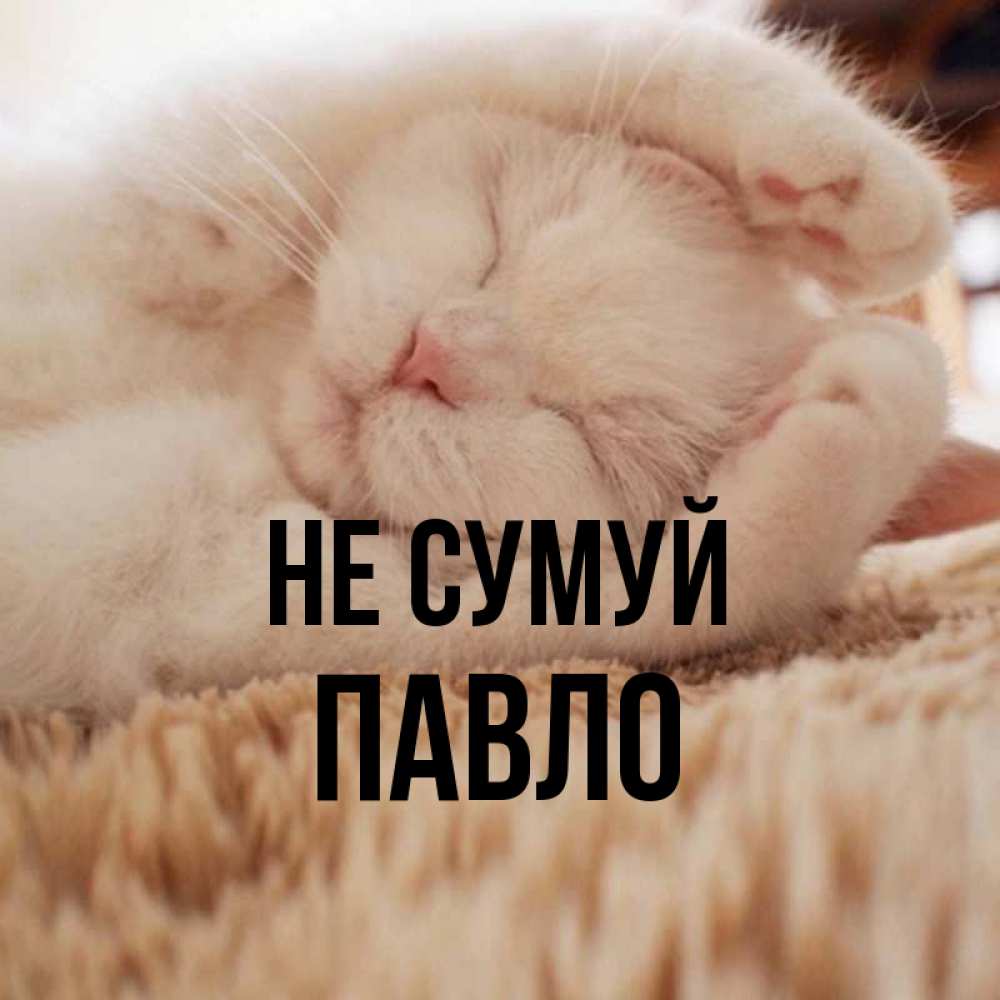 Открытка на каждый день з підписом, Павло Не сумуй Котенок спит Прикольна листівка з побажанням онлайн скачати безкоштовно 