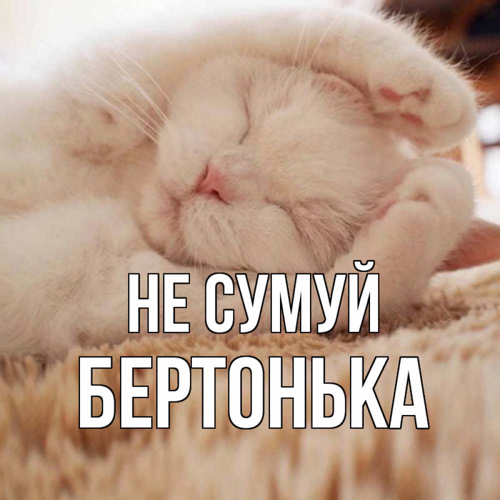 Открытка на каждый день з підписом, Бертонька Не сумуй белый кот Прикольна листівка з побажанням онлайн скачати безкоштовно 