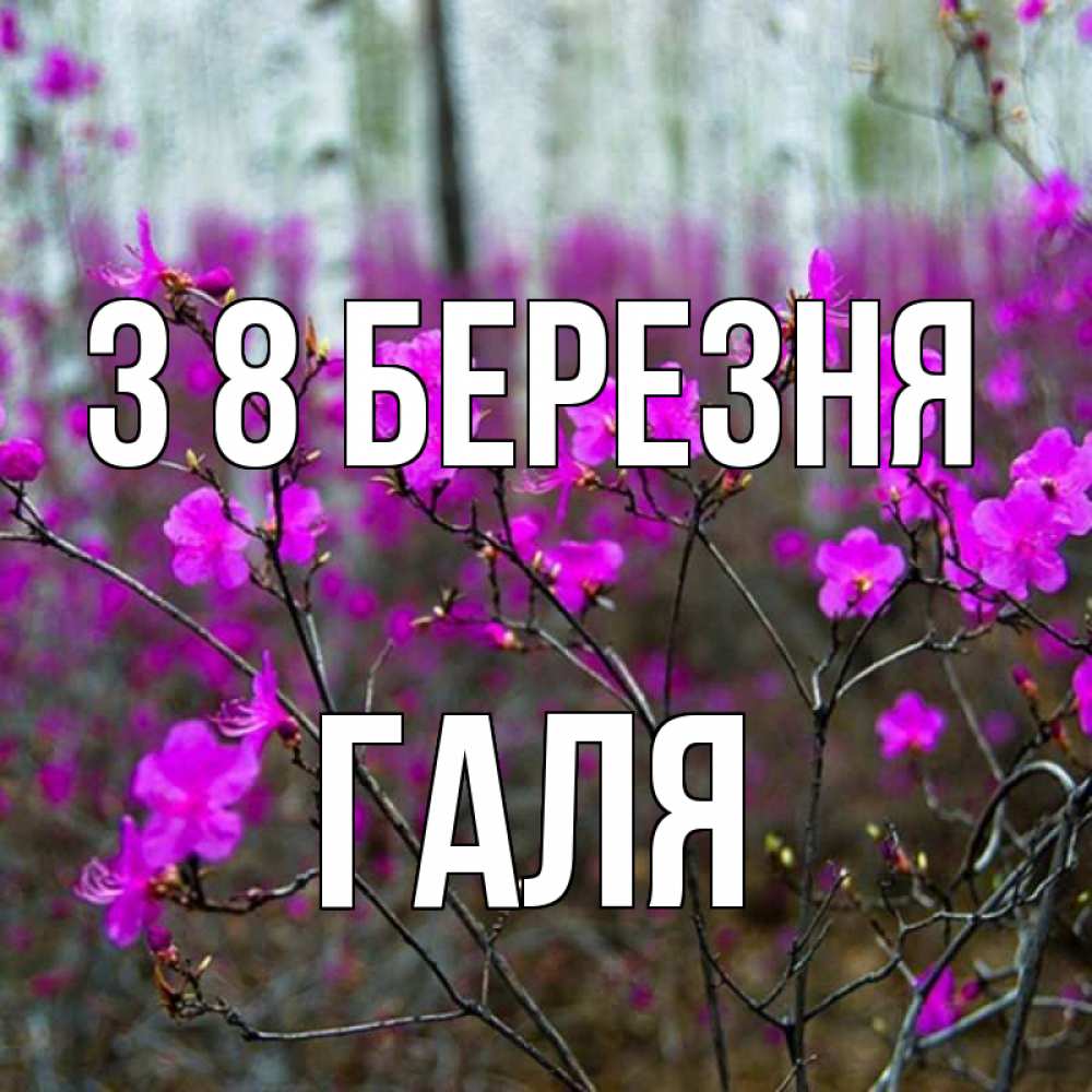 Открытка на каждый день з підписом, Галя З 8 БЕРЕЗНЯ дикие цветы Прикольна листівка з побажанням онлайн скачати безкоштовно 
