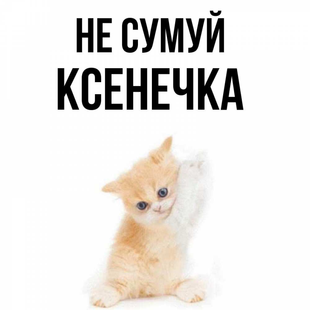 Открытка на каждый день з підписом, Ксенечка Не сумуй просящий кот Прикольна листівка з побажанням онлайн скачати безкоштовно 