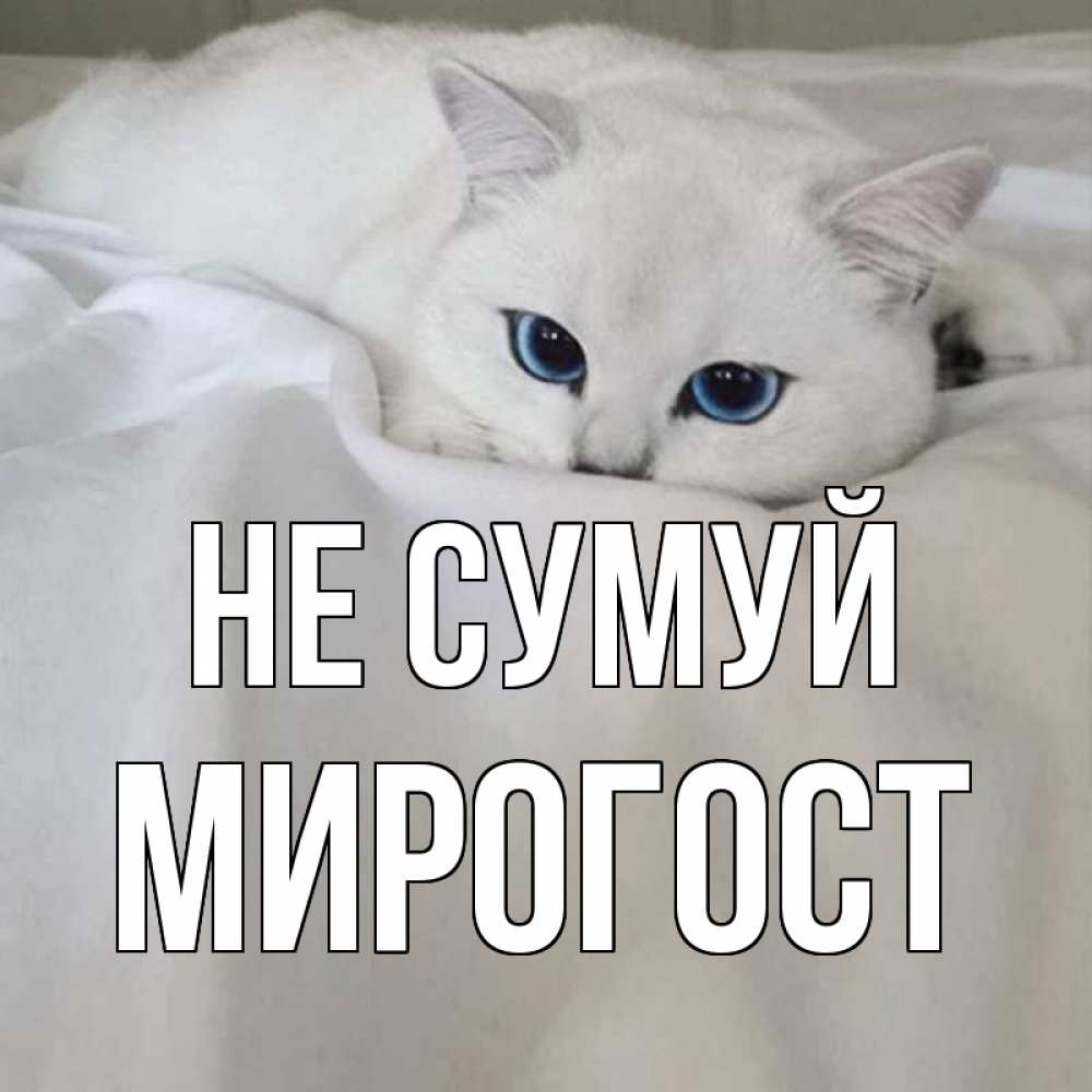 Открытка на каждый день з підписом, Мирогост Не сумуй белый кот с голубыми глазами на белоснежной кровати Прикольна листівка з побажанням онлайн скачати безкоштовно 