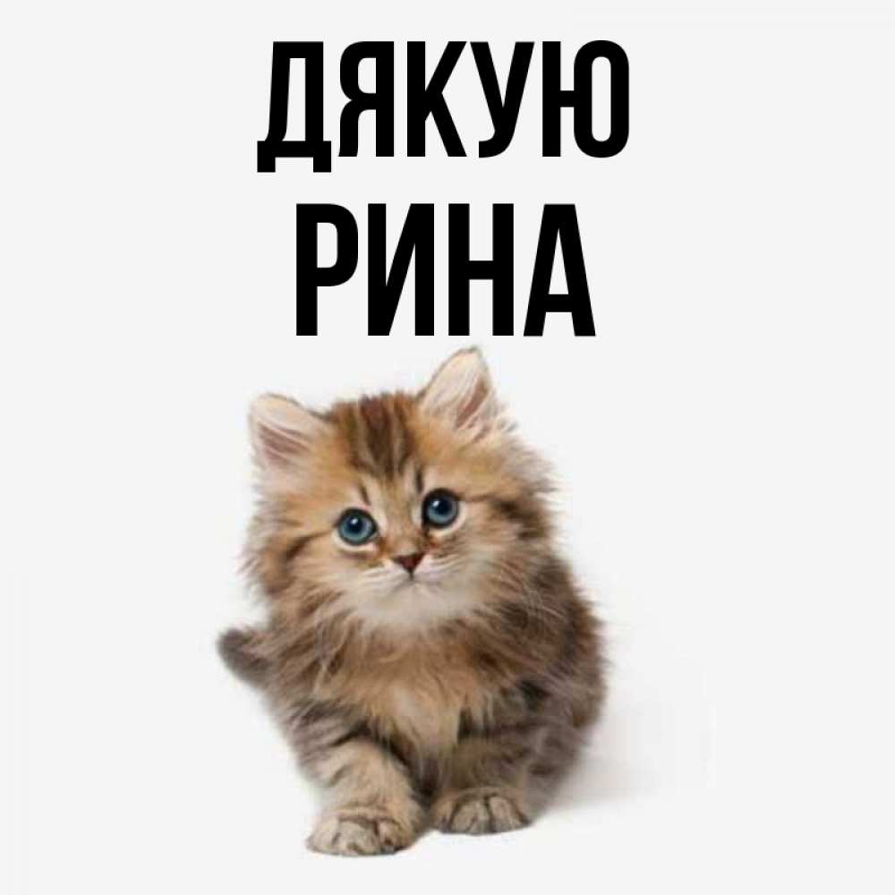 Открытка на каждый день з підписом, Рина Дякую пушистый котик Прикольна листівка з побажанням онлайн скачати безкоштовно 