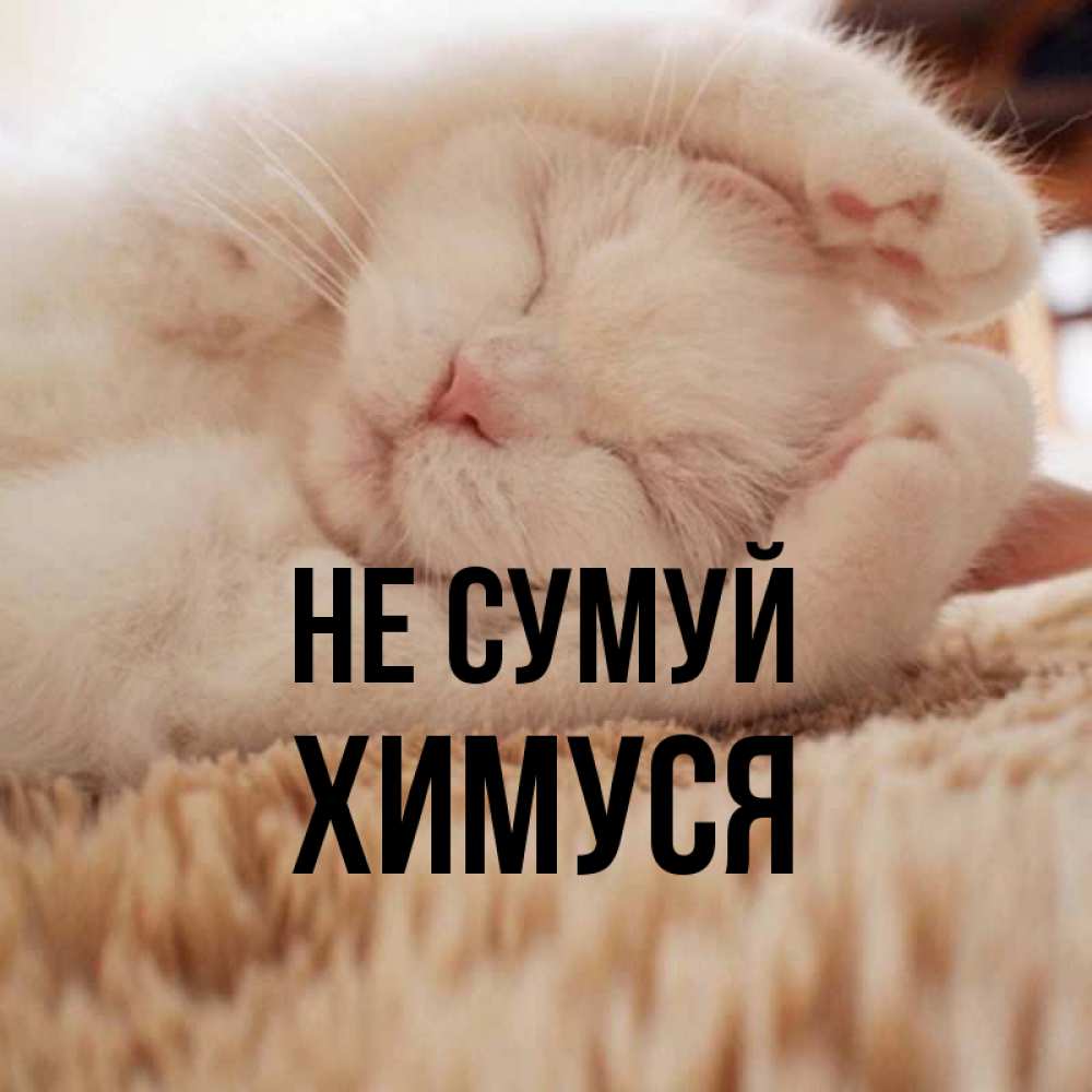 Открытка на каждый день з підписом, Химуся Не сумуй Котенок спит Прикольна листівка з побажанням онлайн скачати безкоштовно 