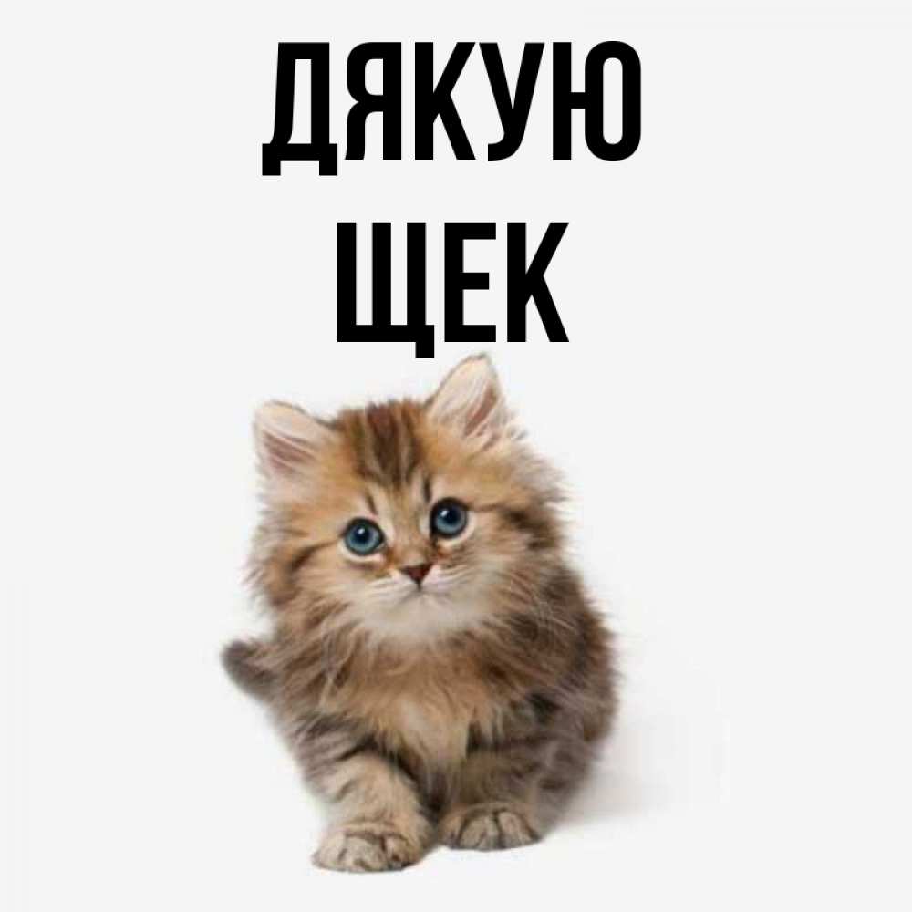 Открытка на каждый день з підписом, Щек Дякую пушистый котик Прикольна листівка з побажанням онлайн скачати безкоштовно 