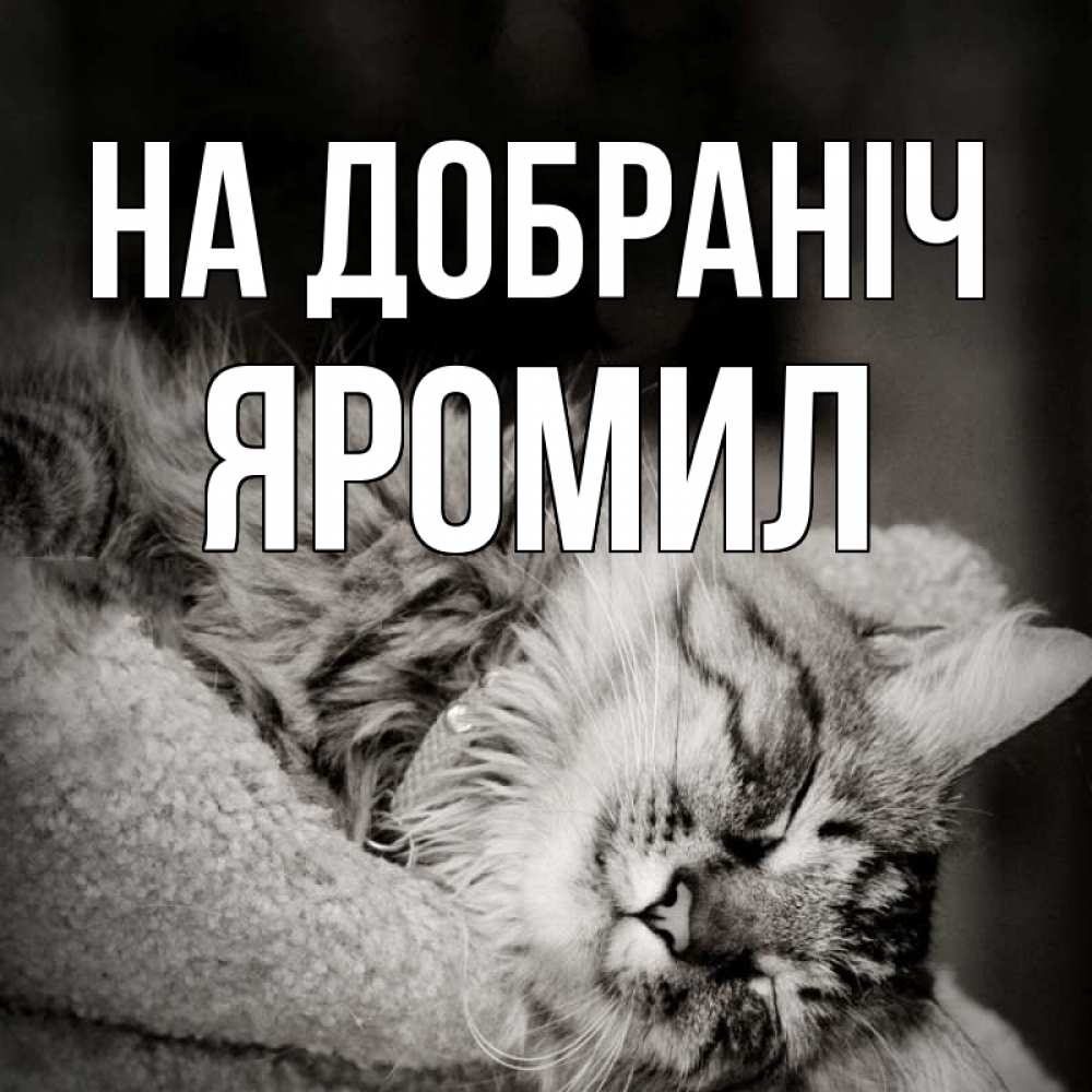 Открытка на каждый день з підписом, Яромил На добраніч котярик пушистый Прикольна листівка з побажанням онлайн скачати безкоштовно 