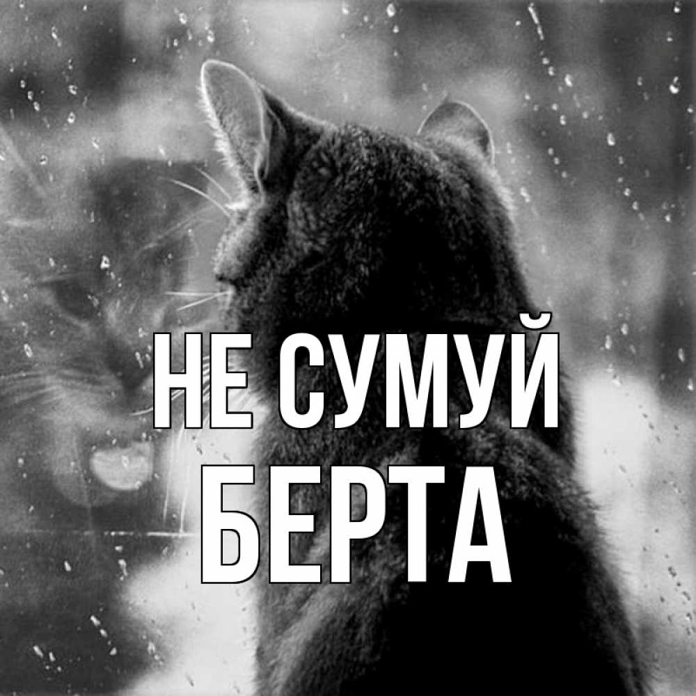 Открытка на каждый день з підписом, Берта Не сумуй отражение кота 1 Прикольна листівка з побажанням онлайн скачати безкоштовно 