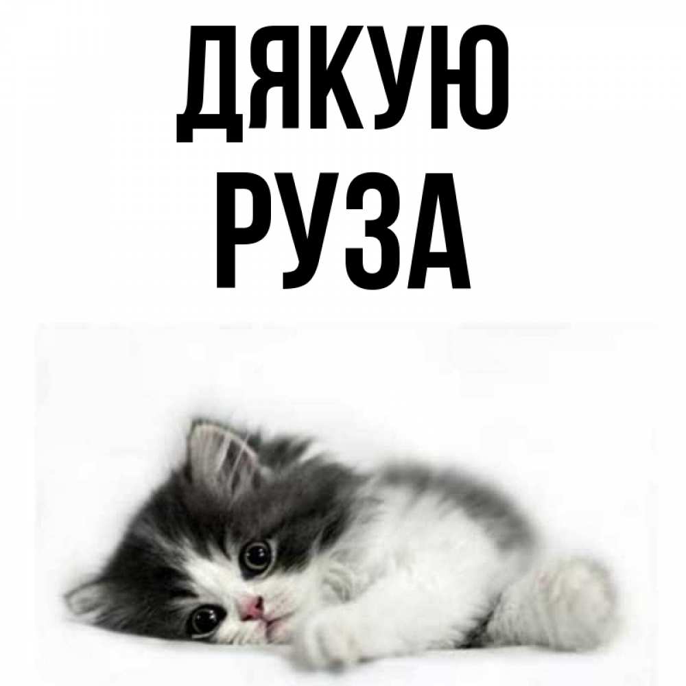 Открытка на каждый день з підписом, Руза Дякую черный и белый кот Прикольна листівка з побажанням онлайн скачати безкоштовно 
