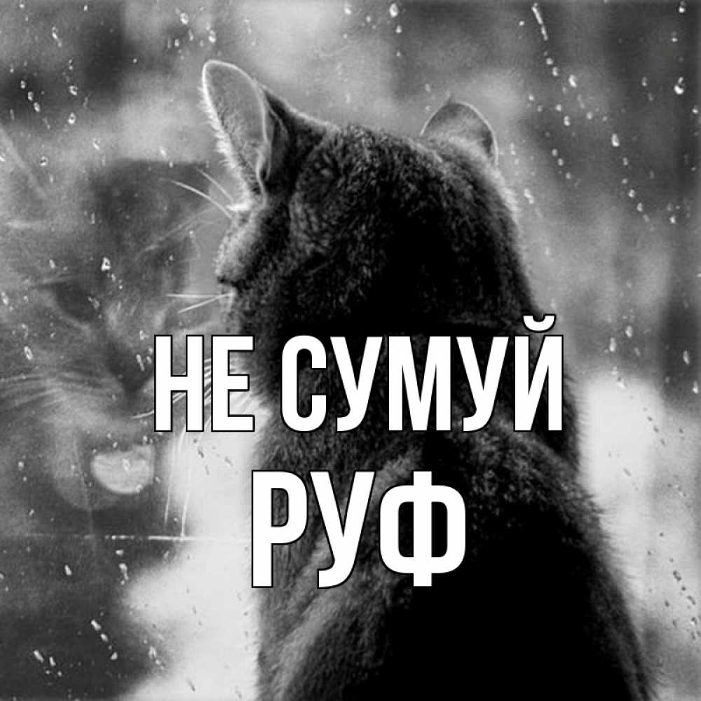 Открытка на каждый день з підписом, Руф Не сумуй отражение кота 1 Прикольна листівка з побажанням онлайн скачати безкоштовно 