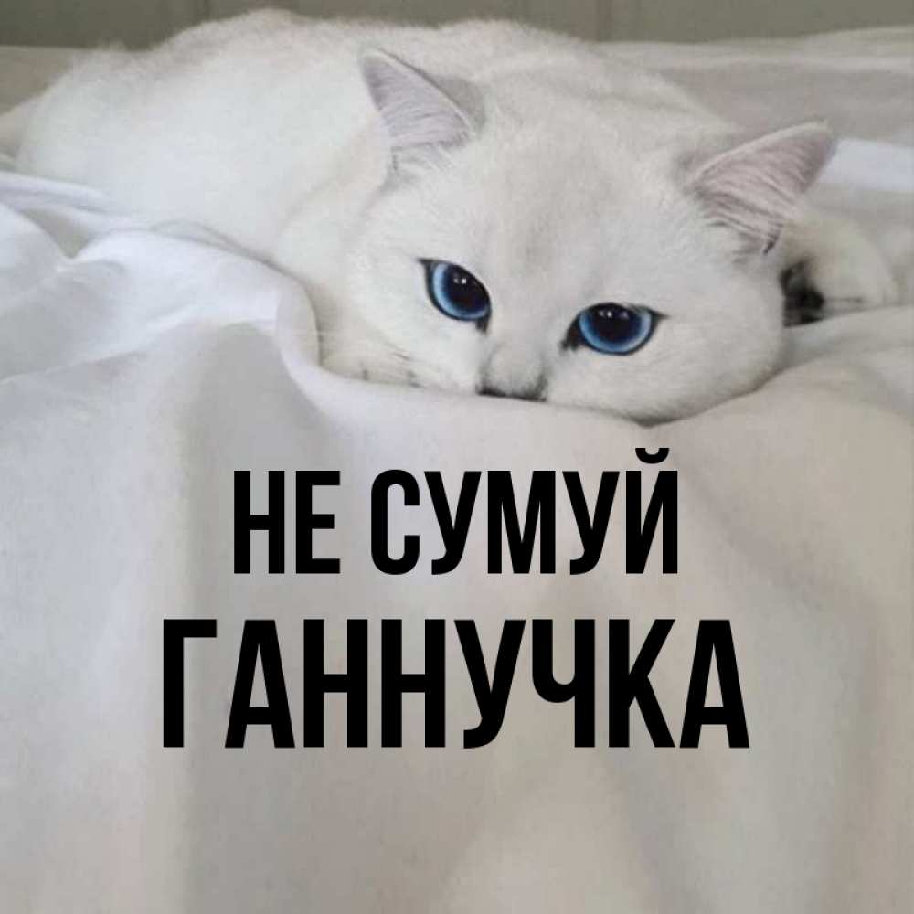 Открытка на каждый день з підписом, Ганнучка Не сумуй Голубоглазая кошка Прикольна листівка з побажанням онлайн скачати безкоштовно 