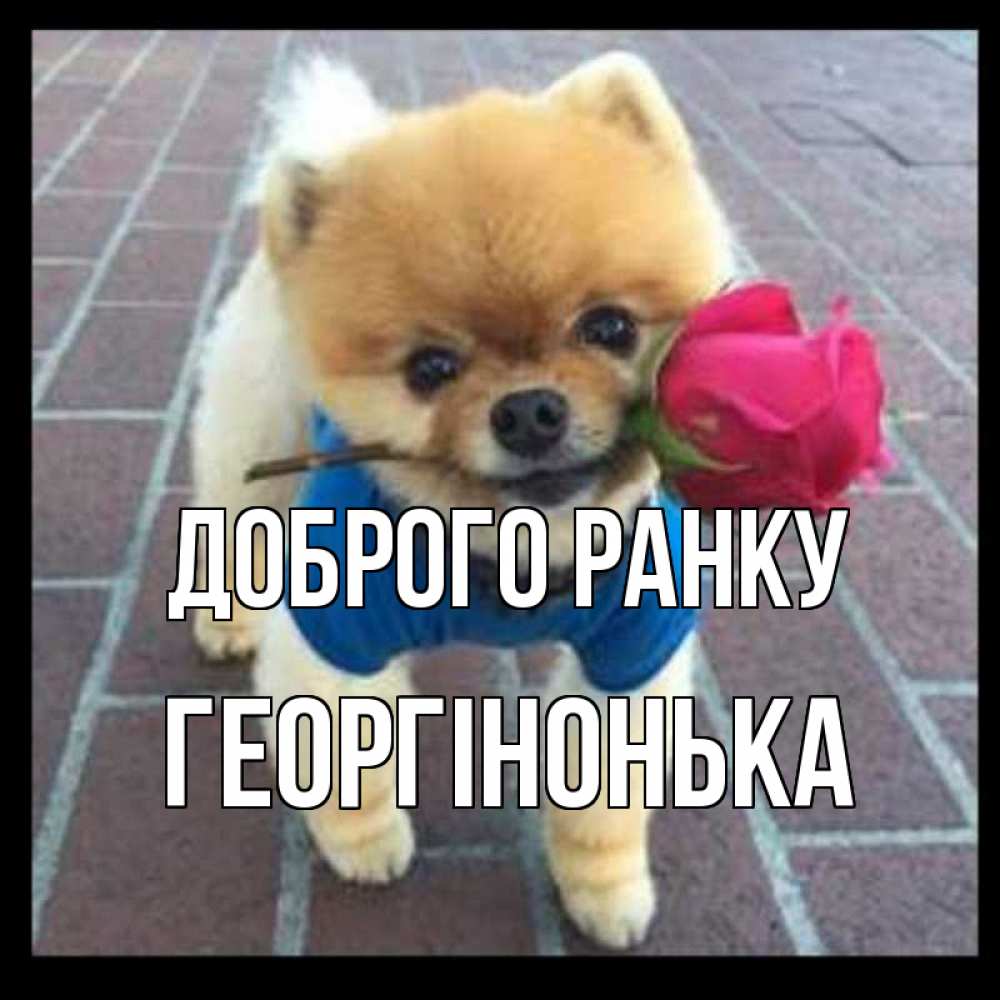 Открытка на каждый день з підписом, Георгінонька Доброго ранку роза в зубах Прикольна листівка з побажанням онлайн скачати безкоштовно 